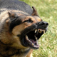 Illustration for article titled See the explosion that sounds like a barking dog